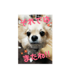 チワワのラズくん3（個別スタンプ：8）