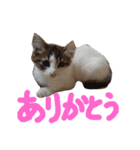 とものニャンズ達（個別スタンプ：11）