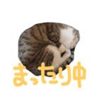 とものニャンズ達（個別スタンプ：13）
