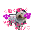 我が家のトリプルヨーキーズ☆〜ほんわか編（個別スタンプ：1）