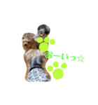 我が家のトリプルヨーキーズ☆〜ほんわか編（個別スタンプ：5）