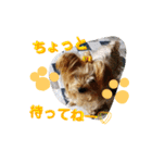 我が家のトリプルヨーキーズ☆〜ほんわか編（個別スタンプ：8）