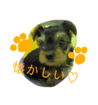 我が家のトリプルヨーキーズ☆〜ほんわか編（個別スタンプ：11）
