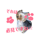 我が家のトリプルヨーキーズ☆〜ほんわか編（個別スタンプ：13）