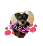 我が家のトリプルヨーキーズ☆〜ほんわか編（個別スタンプ：16）