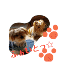 我が家のトリプルヨーキーズ☆〜ほんわか編（個別スタンプ：21）