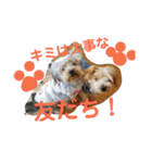 我が家のトリプルヨーキーズ☆〜ほんわか編（個別スタンプ：26）