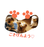 我が家のトリプルヨーキーズ☆〜ほんわか編（個別スタンプ：31）