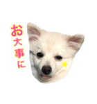 ポメちゃんの会話（個別スタンプ：7）