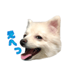 ポメちゃんの会話（個別スタンプ：10）