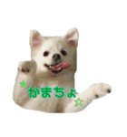 ポメちゃんの会話（個別スタンプ：11）