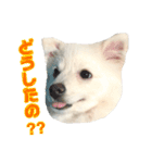 ポメちゃんの会話（個別スタンプ：12）