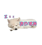 ポメちゃんの会話（個別スタンプ：13）
