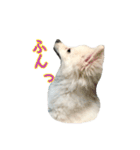 ポメちゃんの会話（個別スタンプ：14）