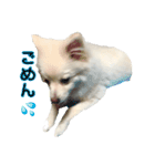 ポメちゃんの会話（個別スタンプ：16）
