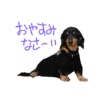 ほのぼの犬（個別スタンプ：2）