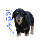 ほのぼの犬（個別スタンプ：11）