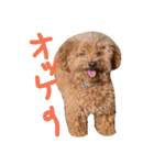 ほのぼの犬（個別スタンプ：15）