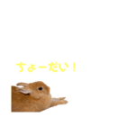 うさぎのとんかつ③（個別スタンプ：3）