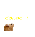 うさぎのとんかつ③（個別スタンプ：5）