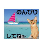 アビにゃん 冬ver.（個別スタンプ：24）