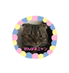 スコティッシュフォールドのミント3（個別スタンプ：4）