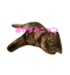 スコティッシュフォールドのミント3（個別スタンプ：6）