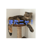 スコティッシュフォールドのミント3（個別スタンプ：7）