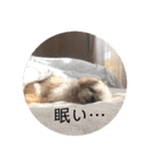 毎日おペロ♡（個別スタンプ：13）