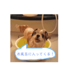 毎日おペロ♡（個別スタンプ：17）