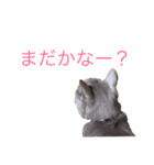 ぼく、かいと^._.^（個別スタンプ：3）