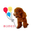 トイプーのかわいい毎日スタンプ（個別スタンプ：2）