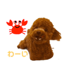 トイプーのかわいい毎日スタンプ（個別スタンプ：9）