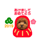 トイプーのかわいい毎日スタンプ（個別スタンプ：15）