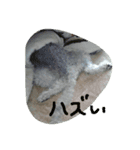 構ってほしい犬（個別スタンプ：2）