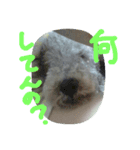 構ってほしい犬（個別スタンプ：7）
