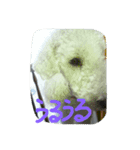 構ってほしい犬（個別スタンプ：8）