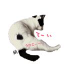 鞠(まり)白(はく)絹(きぬ)日和♪（個別スタンプ：1）