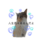 鞠(まり)白(はく)絹(きぬ)日和♪（個別スタンプ：11）