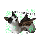 鞠(まり)白(はく)絹(きぬ)日和♪（個別スタンプ：12）