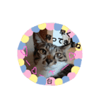 鞠(まり)白(はく)絹(きぬ)日和♪（個別スタンプ：15）
