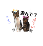 鞠(まり)白(はく)絹(きぬ)日和♪（個別スタンプ：18）