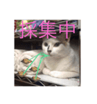 JPN？（個別スタンプ：1）