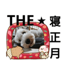 私の可愛い愛犬～お正月編～（個別スタンプ：5）