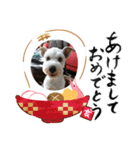 私の可愛い愛犬～お正月編～（個別スタンプ：6）