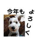 私の可愛い愛犬～お正月編～（個別スタンプ：9）