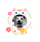私の可愛い愛犬～お正月編～（個別スタンプ：10）