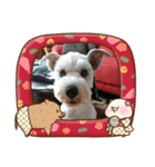 私の可愛い愛犬～お正月編～（個別スタンプ：11）