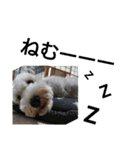 私の可愛い愛犬～お正月編～（個別スタンプ：14）