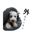 私の可愛い愛犬～お正月編～（個別スタンプ：15）